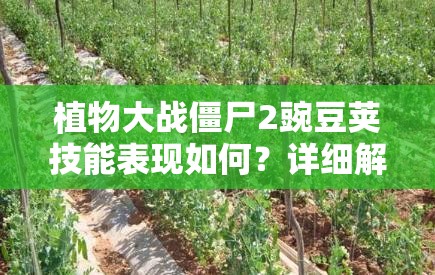 植物大战僵尸2豌豆荚技能表现如何？详细解析其战斗技巧